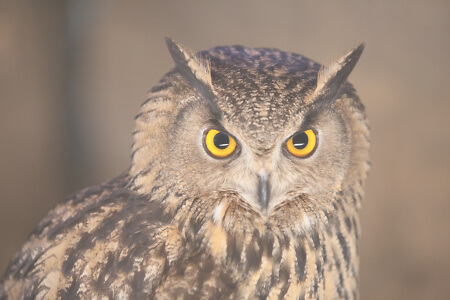 eagle owl picture id155099622